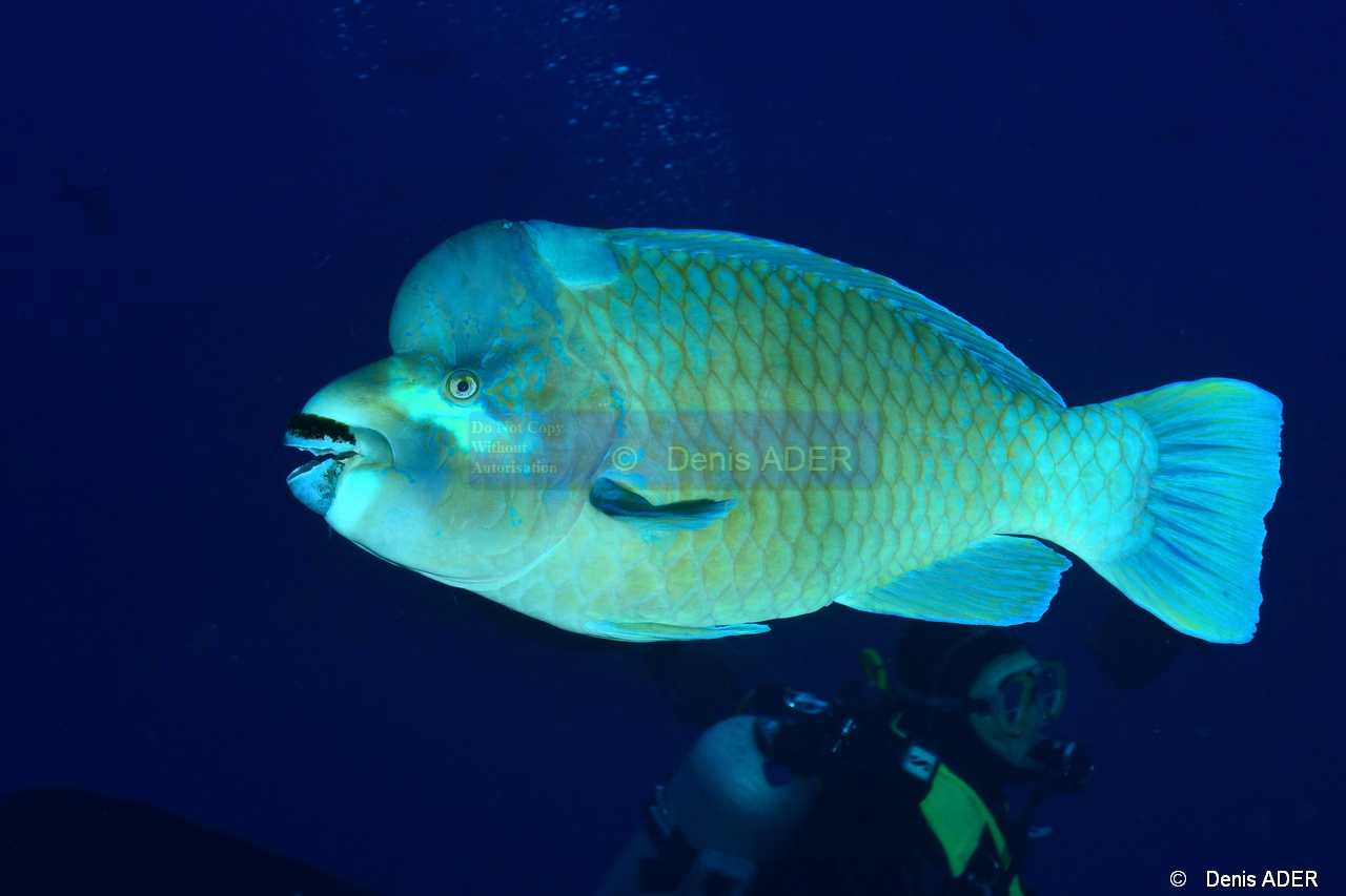 Scarus perrico Perroquet a bosse-La Paz Cabo Pulmo El Bajo-10m-20181101-Denis-ADER-DSC_1789_tn.jpg